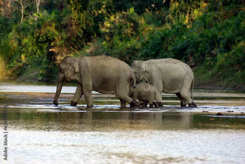 Fototapeta Rodzina słoni spacerująca po rzece, Park Narodowy Kaziranga, Assam, Indie