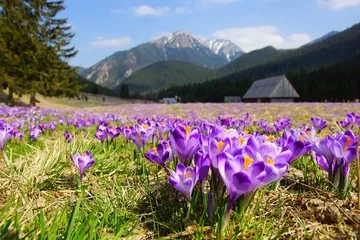 Fototapeta Krokusy w Chocholowska Valley, Tatra Mountains, Pols