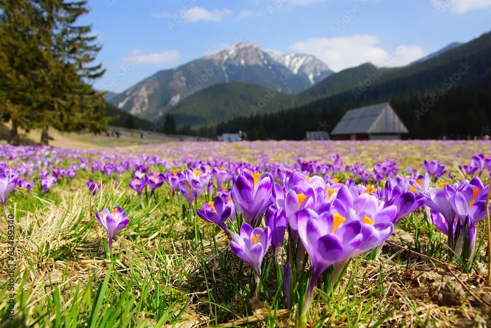 Fototapeta Krokusy w Chocholowska Valley, Tatra Mountains, Pols