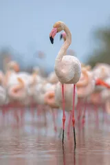 Obraz Elegancja Flamingów w Naturalnym Środowisku