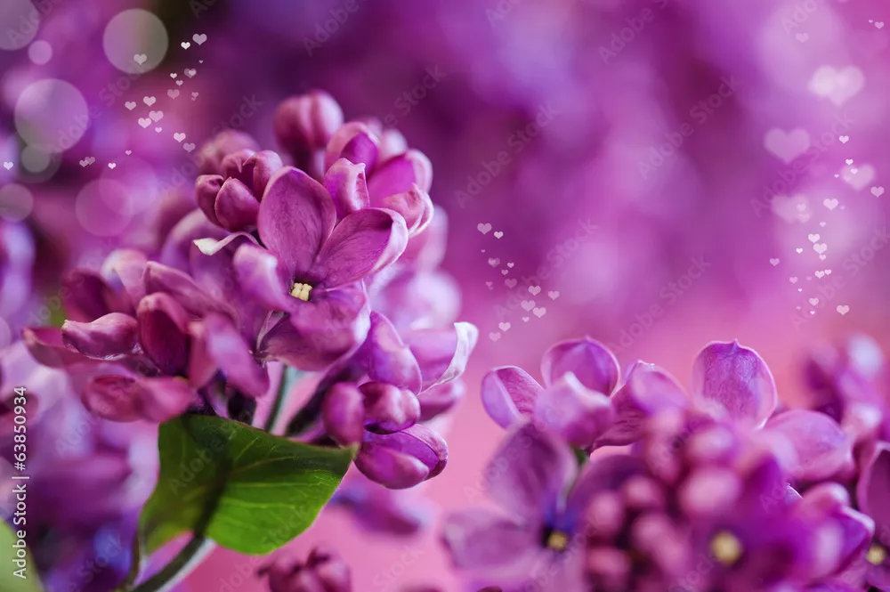 Fototapeta Purple Lilic