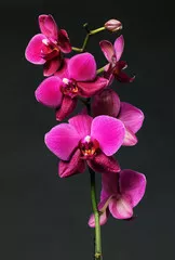 Fototapeta Różowy orchidea na czarno
