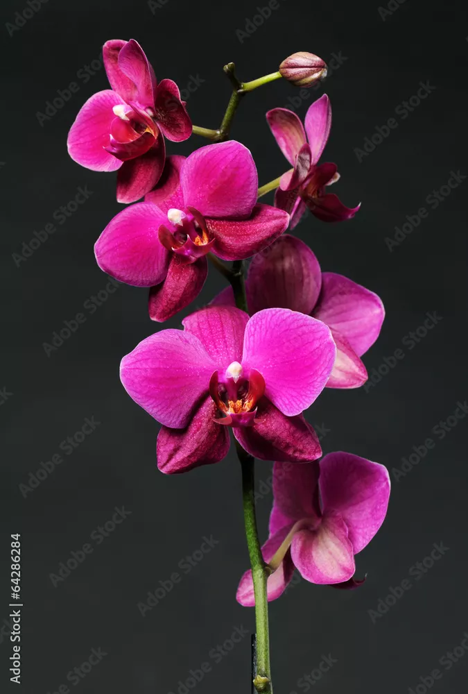 Fototapeta Różowy orchidea na czarno