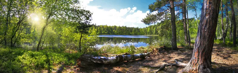 Fototapeta Leśna panorama nad brzegiem jeziora