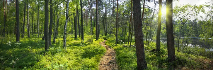 Obraz panoramiczny - nad brzegiem jeziora