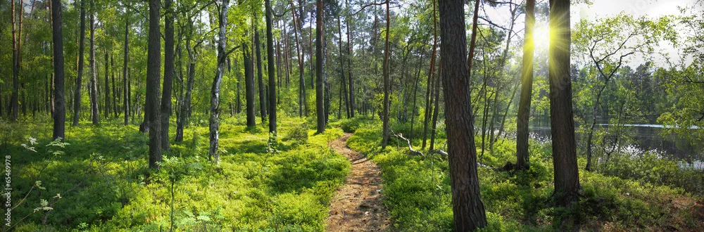 Obraz panoramiczny - nad brzegiem jeziora