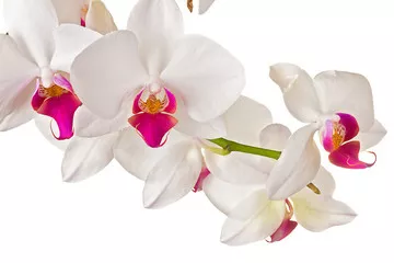 Fototapeta Piękna orchidea na białym tle