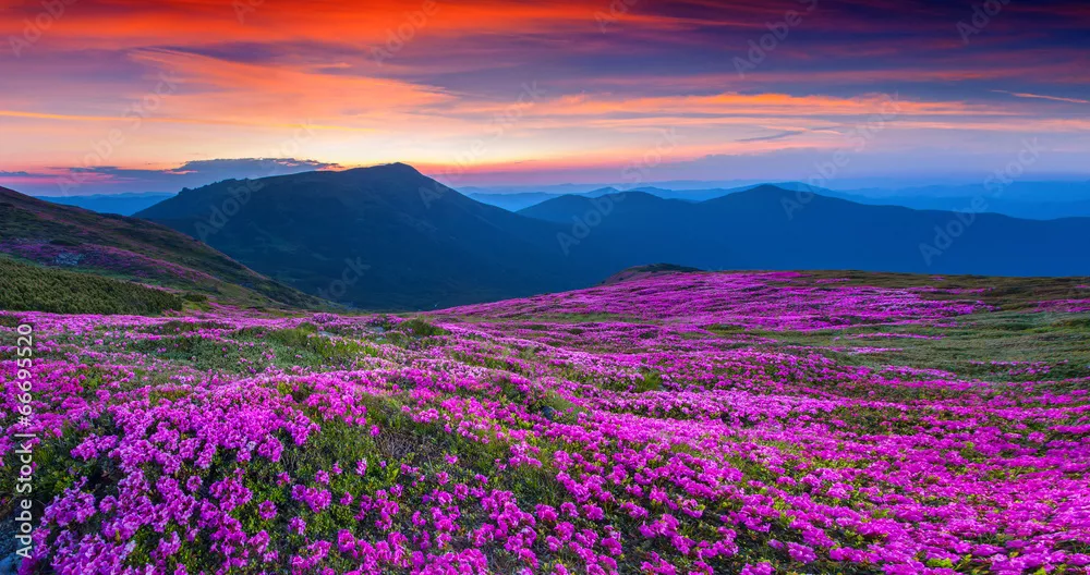 Fototapeta Magic Pink Rhododendron Flowers na Summer Mountain.
