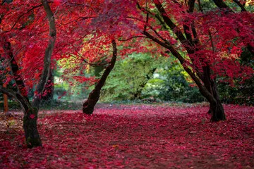 Fototapeta jesień, natura, przyroda, kolory, pomarańcz, czerwony, żółty, park, liście, spadające liście, piękno, jesienny liść, jesienna aura