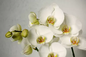 Fototapeta białe orchidee