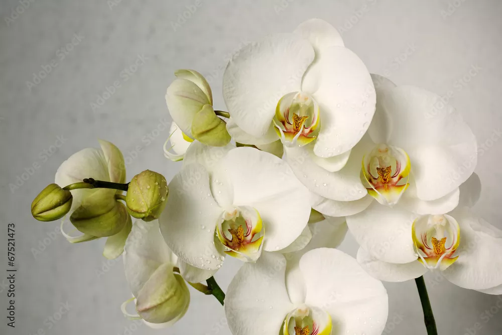 Fototapeta białe orchidee