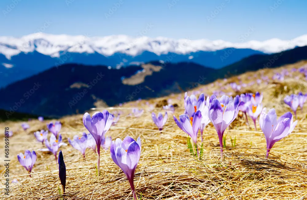 Obraz Wiosenny Rozkwit Krokusów w Górskim Krajobrazie