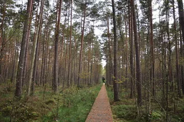 Fototapeta Kładka przez leśny podmokły teren, bagno.