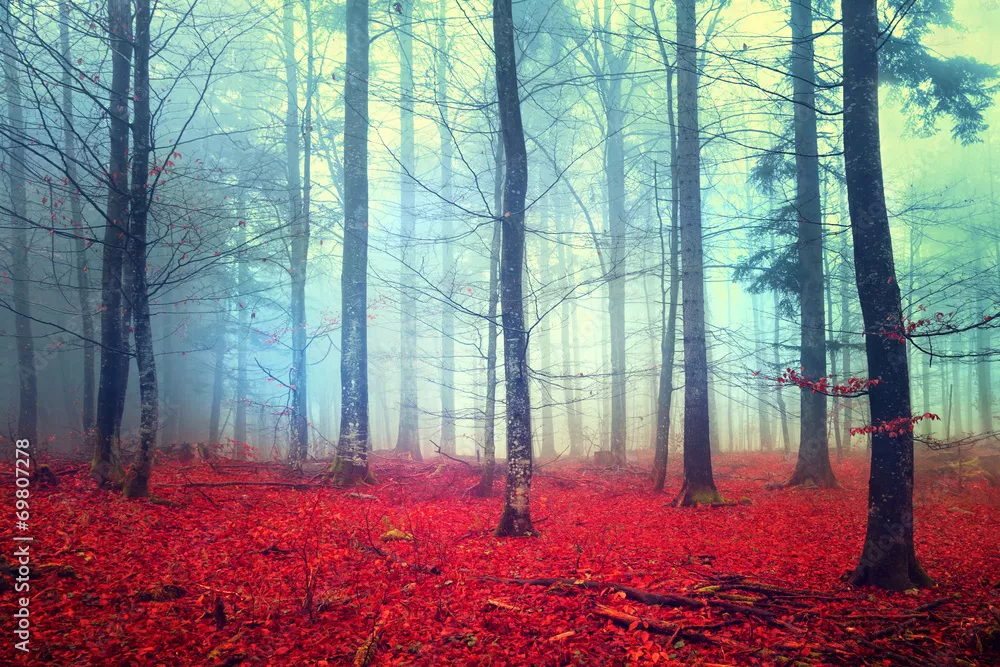 Fototapeta Fantasy jesień las scena