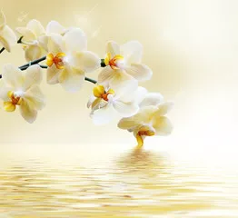 Obraz piękna biała orchidea