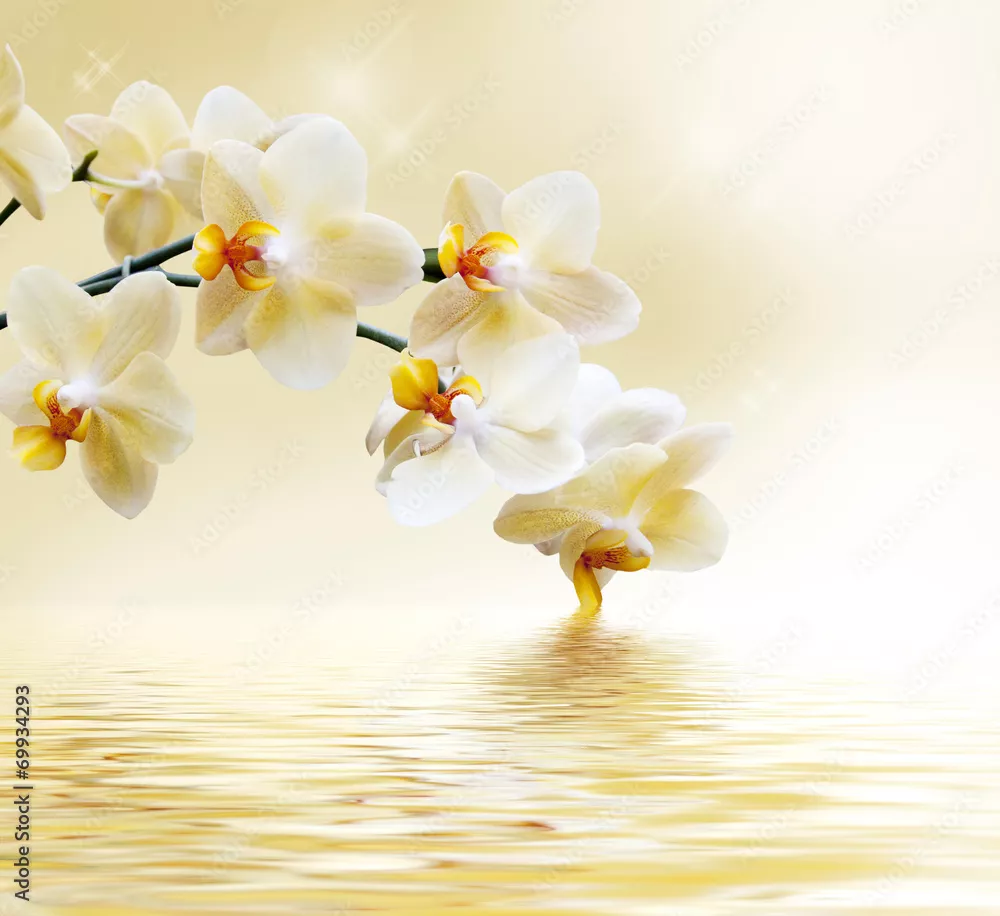 Obraz piękna biała orchidea