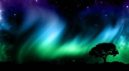 Fototapeta Nocne niebo z zorzą polarną z sylwetkami drzew