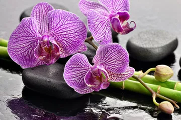 Obraz na płótnie z fioletowymi orchideami i bambusem – harmonia i relaksująca estetyka