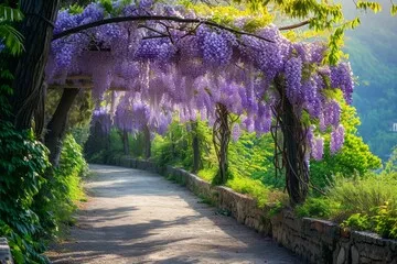 Fototapeta Ścieżka spacerowana z kwiatami Wisteria