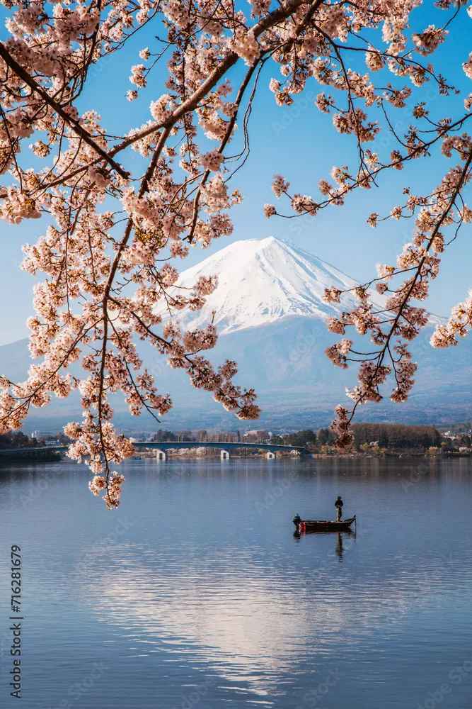Fototapeta Góra Fuji odbita w jeziorze z wiśniami i łodzią rybacką, pięć jezior Fuji, Japonia