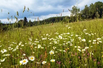Fototapeta Daisy na Meadow, Common Daisy w łacińskim Bellis Parennis