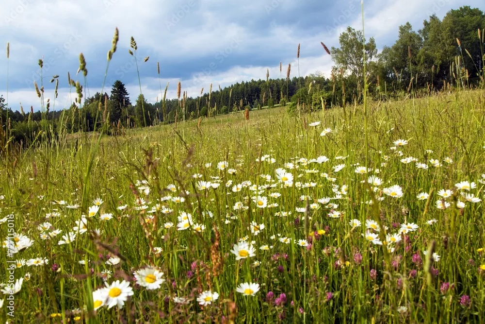Fototapeta Daisy na Meadow, Common Daisy w łacińskim Bellis Parennis
