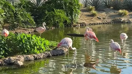 Fototapeta Flamingos stojący w wodzie z bujną zielenią w tle, Złote Hour Light