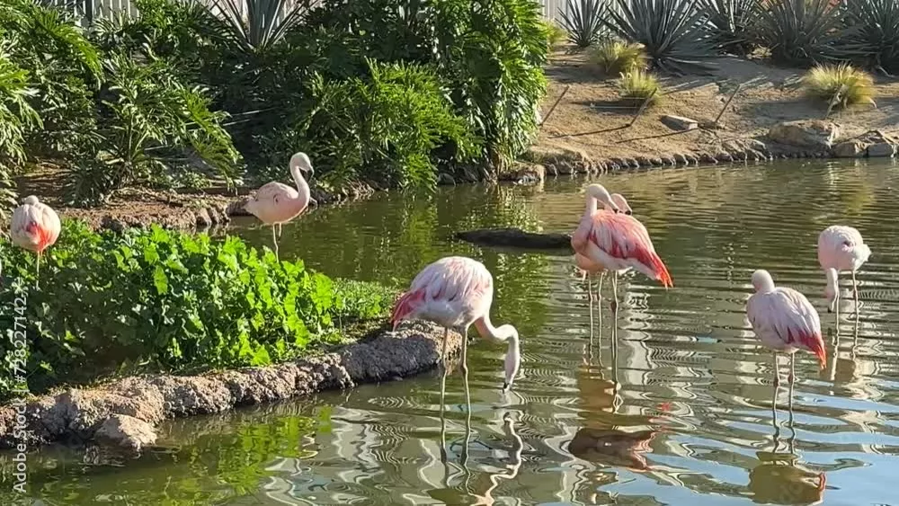 Fototapeta Flamingos stojący w wodzie z bujną zielenią w tle, Złote Hour Light