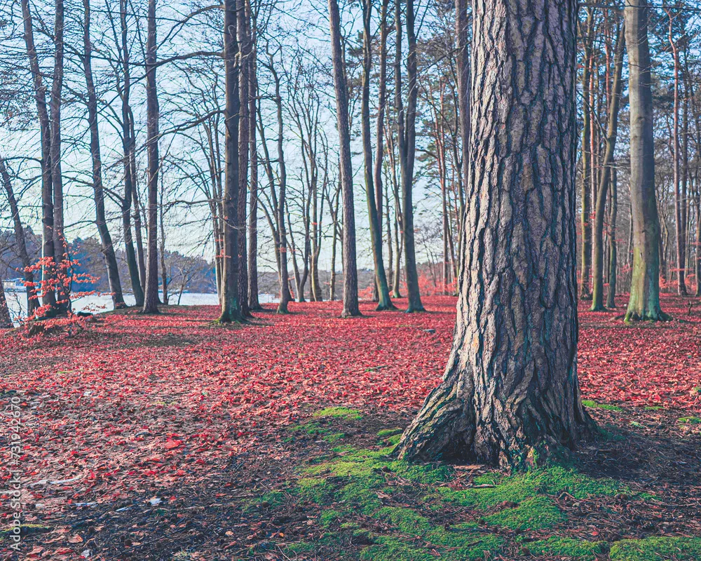 Fototapeta Kaszubskie jeziora