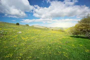 Fototapeta Mountain Meadow w dniu.