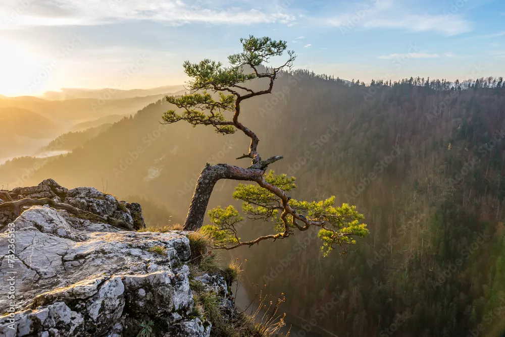 Fototapeta Magiczny Świt w Pieninach: Samotna Sosna na Sokolicy