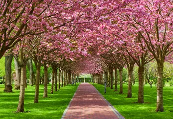 Obraz Sakura Cherry Blossoming Alley. Wspaniały park malowniczy z rzędami kwitnących drzew Sakura Sakura i Green Lawn na wiosnę.
