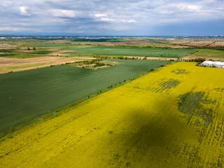 Fototapeta Blooming Rapeseed Field w pobliżu wioski Kostievo w Bułgarii