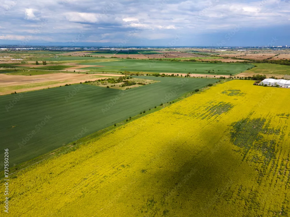 Fototapeta Blooming Rapeseed Field w pobliżu wioski Kostievo w Bułgarii