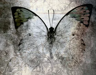 Fototapeta motyl