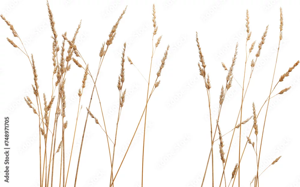 Fototapeta Naturalna Elegancja: Delikatne Trawy w Minimalistycznym Stylu