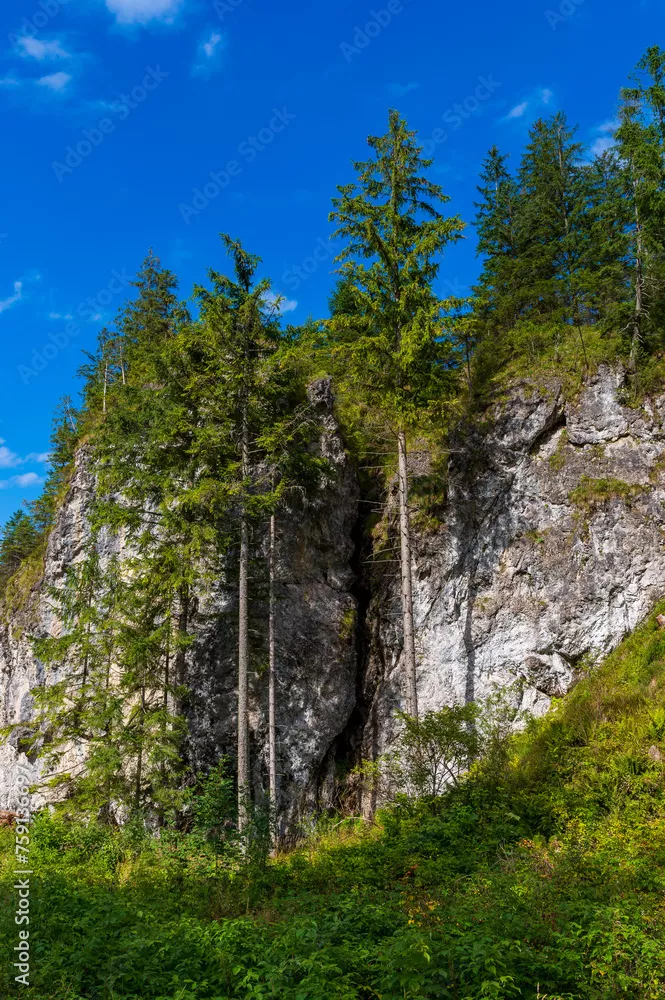 Fototapeta Dolina Chochołowska Tatry