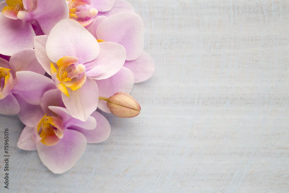 Fototapeta Orchidea.