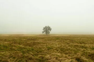 Fototapeta Rozległa równina w zimowy, bezśnieżny poranek pokryta żółtą, suchą trawą. Nad ziemią unosi się gęsta mgła. We mgle widać samotne, bezlistne drzewo.