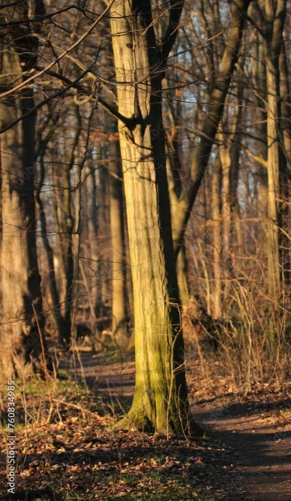 Fototapeta Drzewa w parku wilanowskim
