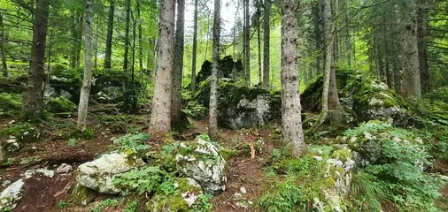 Fototapeta Skała leżąca pośród drzew