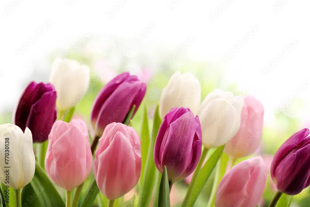 Fototapeta Tulipany