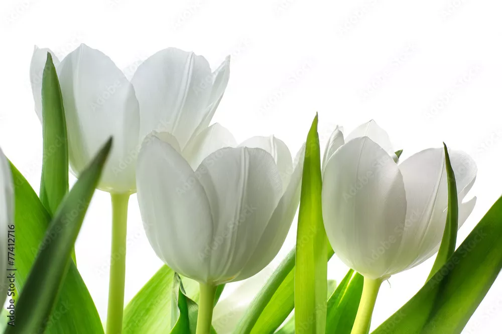 Fototapeta białe tulipany kwiaty na białym tle