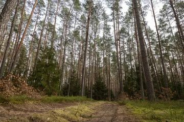 Fototapeta Droga leśna, las w Polsce, świerki, sosny, brzozy
