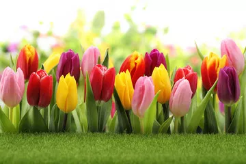 Fototapeta Tulipany
