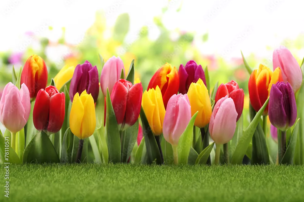Fototapeta Tulipany