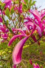 Fototapeta Kwiatowa eksplozja: kwitnące magnolie wiosną w makrofotografii