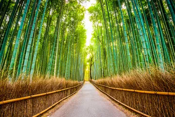 Fototapeta Bamboo Forest of Kioto, Japonia