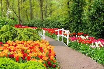 Fototapeta Przejście wśród wiosennych kwiatów w ogrodach Keukenhof w Holandii
