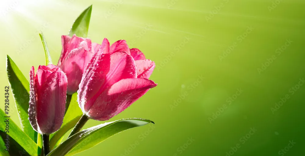 Fototapeta rozkwit romantycznej rocznicy